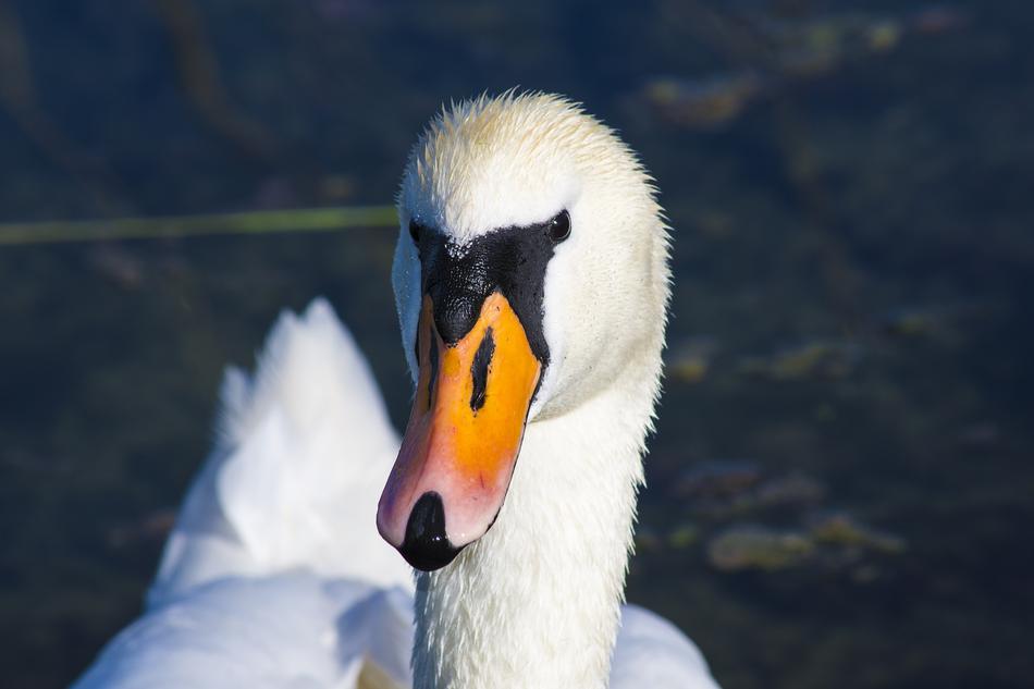 Swan Bird Water