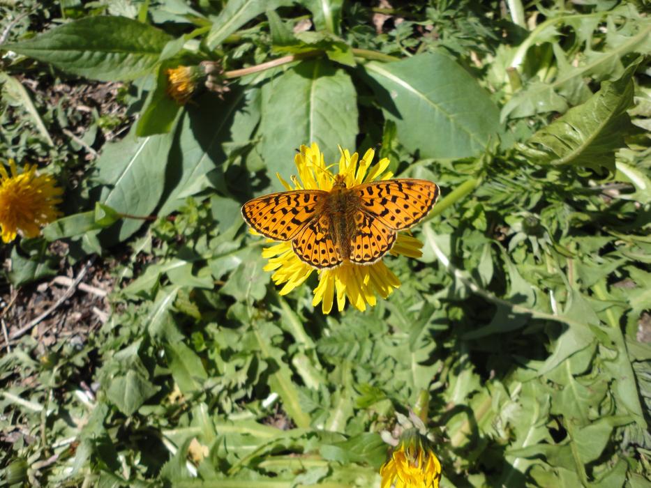 Butterfly Spring Close