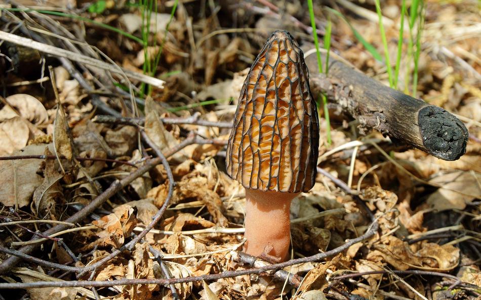 elongated mushroom in the forest
