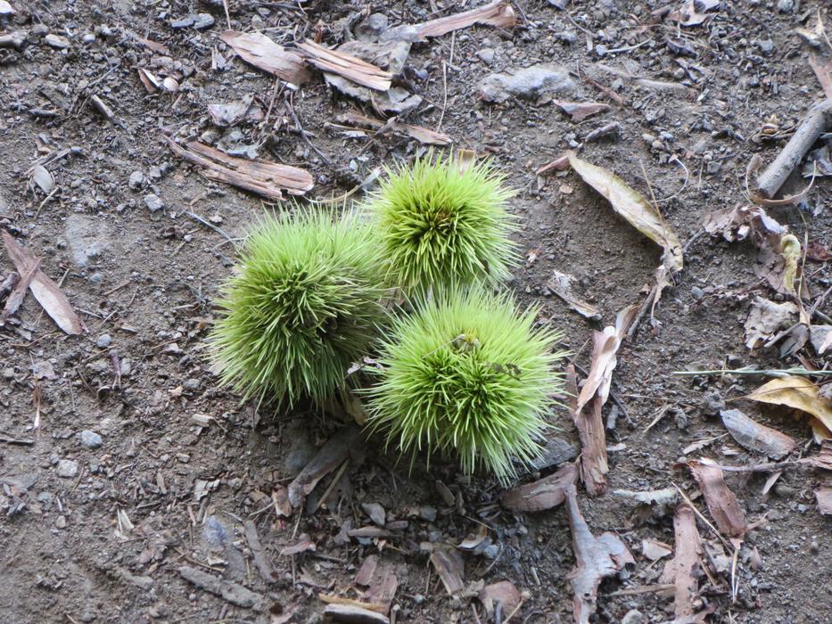 Chestnut Maroni Hedgehog