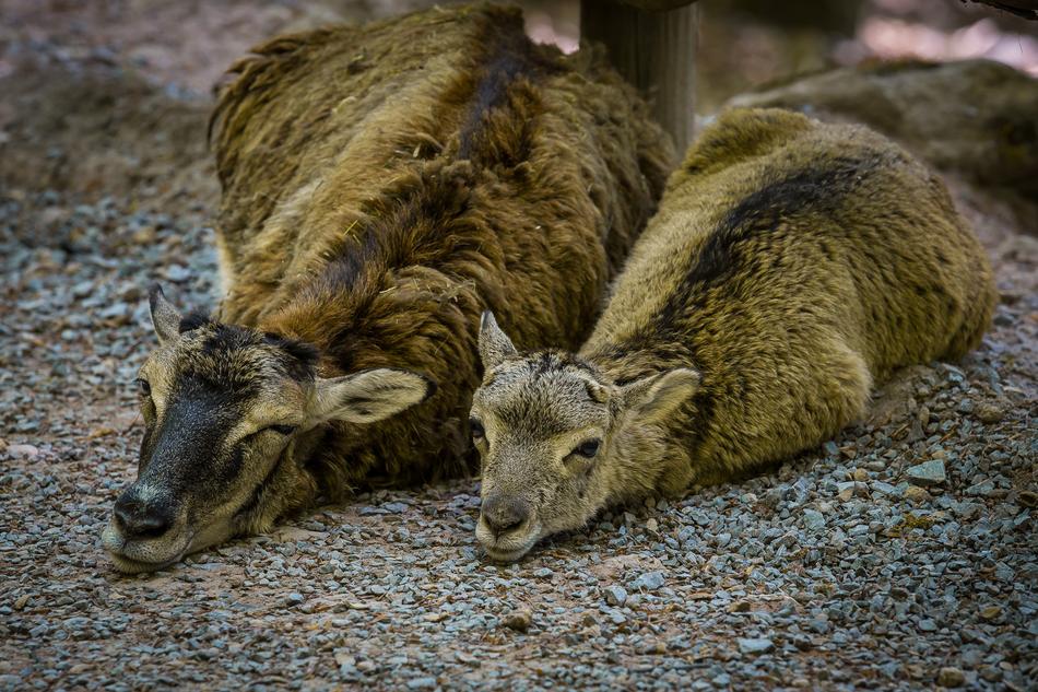 Mouflon Wild Sheep Young Animal