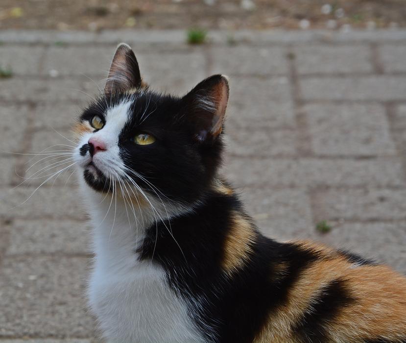 charming Cat Motley