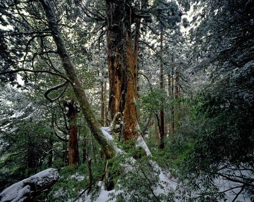 Cedar Forest Winter Snow Yakushima island