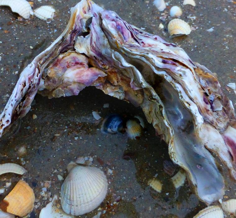 Seafood Wild Oysters Zeeland North sea