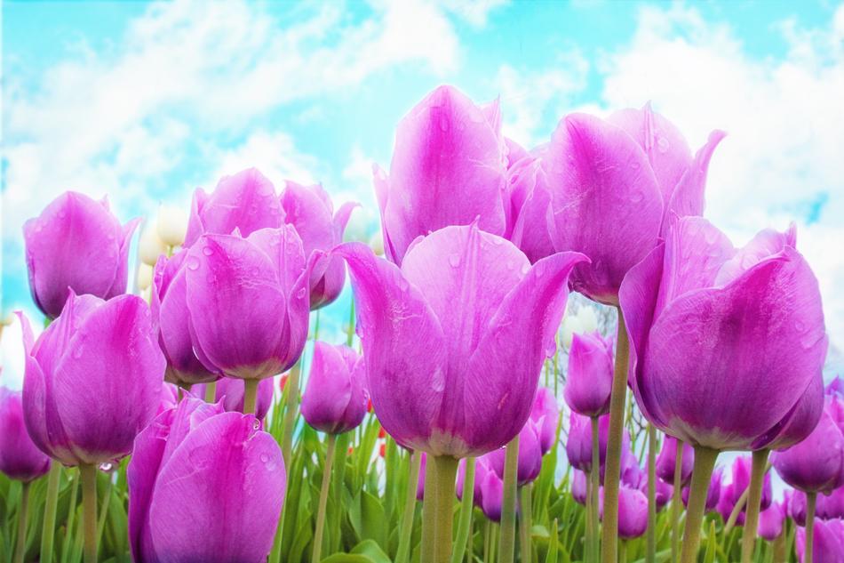 pink tulips in the garden