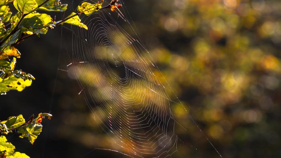 patterned spider web on the tree