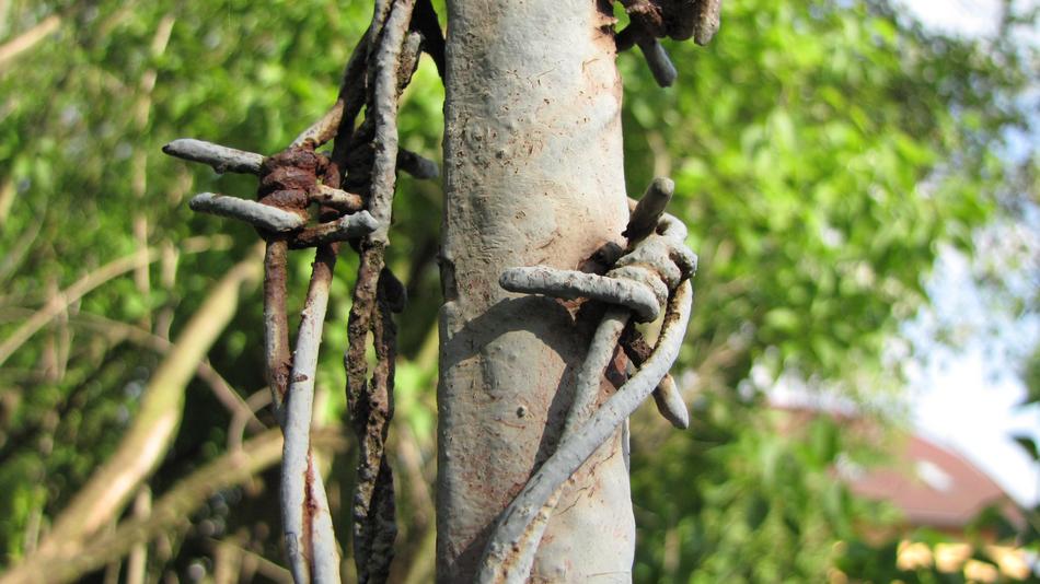 Rust Barbed Wire Fence