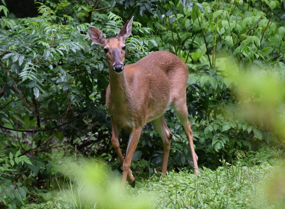 Surprised Deer green garden