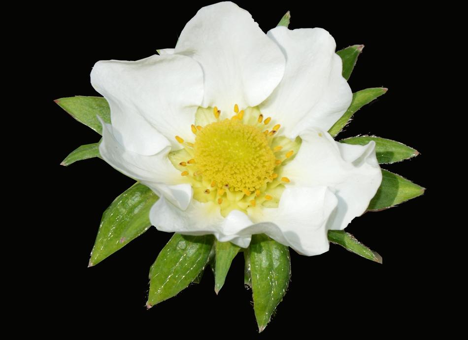 Strawberry Flower White