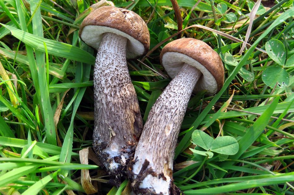 Mushrooms Birch Mushroom