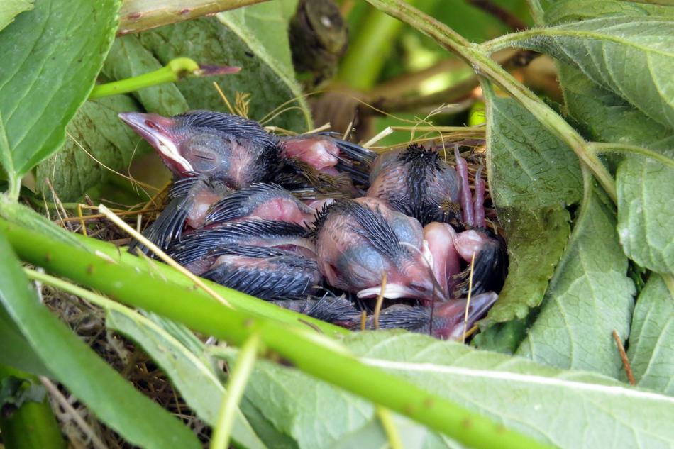 little chicks in a nest hidden in a tree