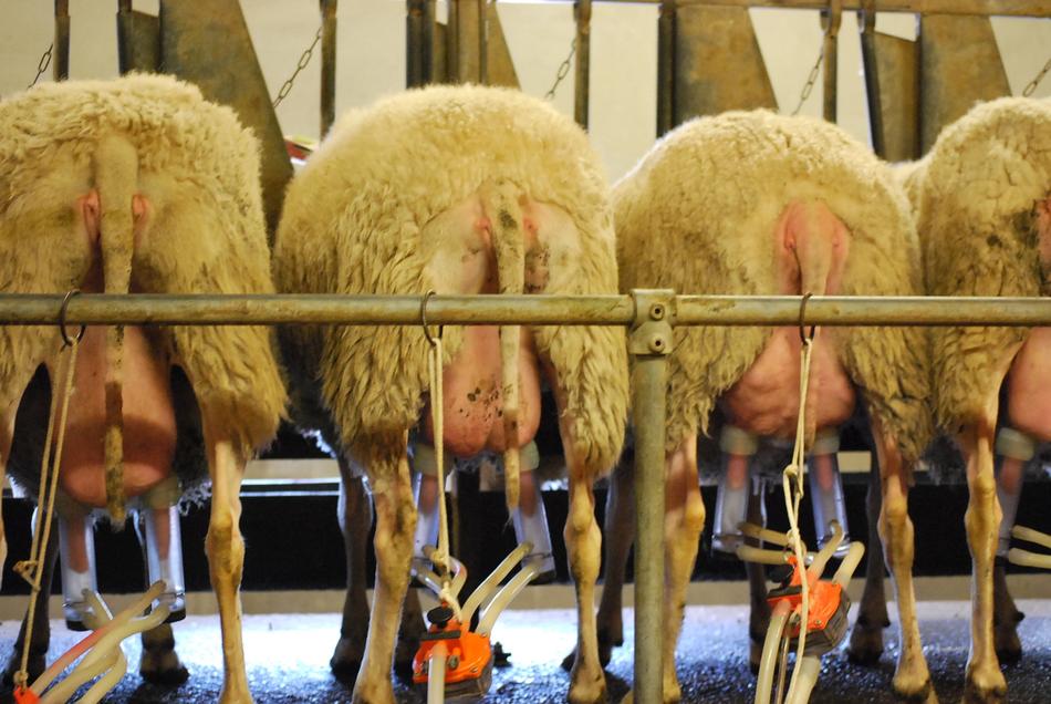 Sheep Milk