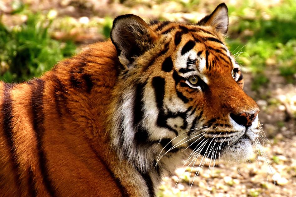 wild tiger on a walk