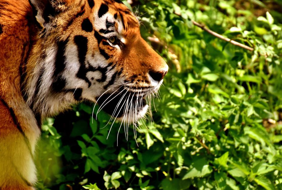 Side view of the tiger
