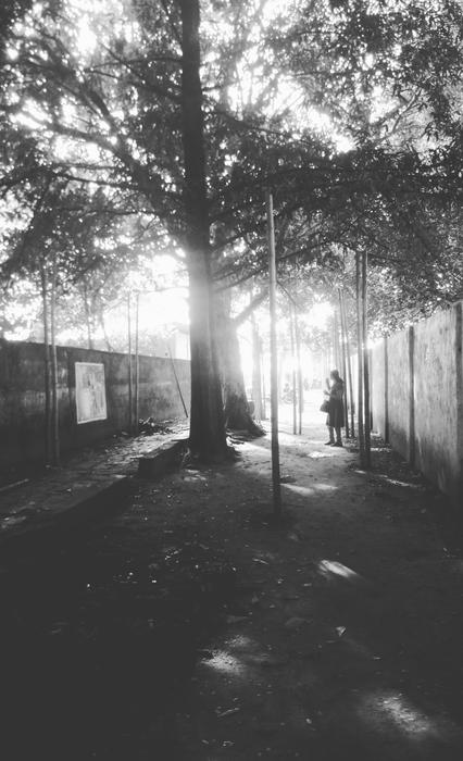 the grey silhouette of nature
