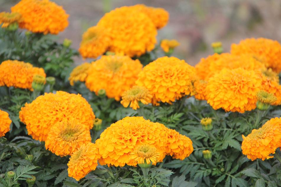 Marigold Flower Flowers