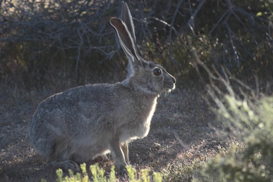 Rabbit Hare Jackrabbit Joshua Tree