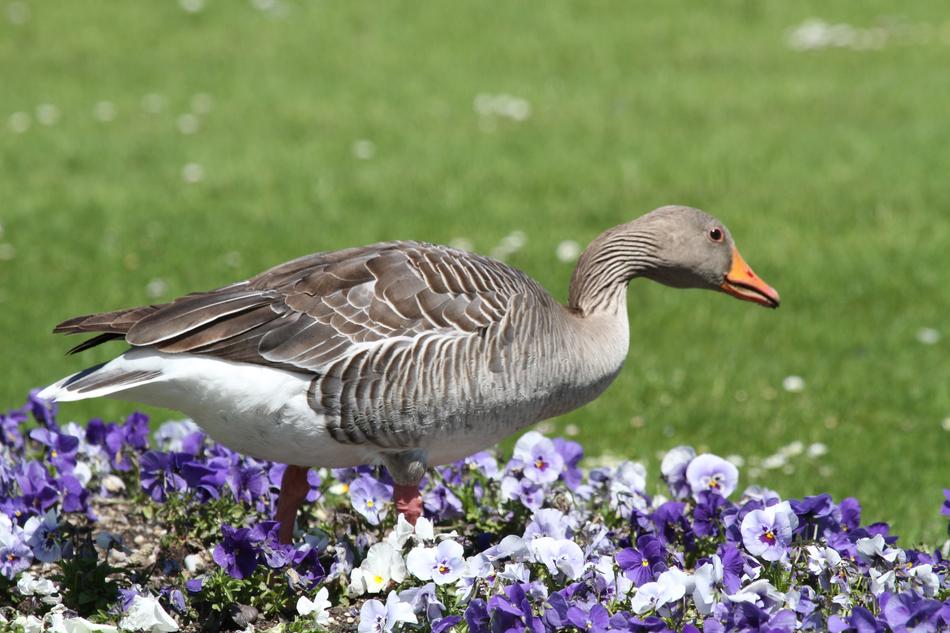 Goose Park Castle Nymphenburg