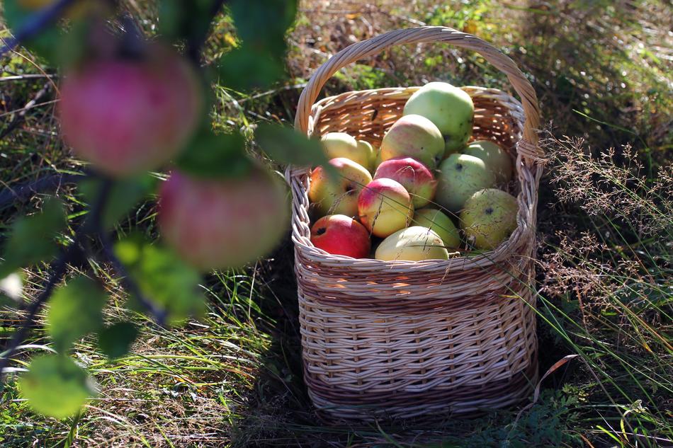 Apple Basket Autumn