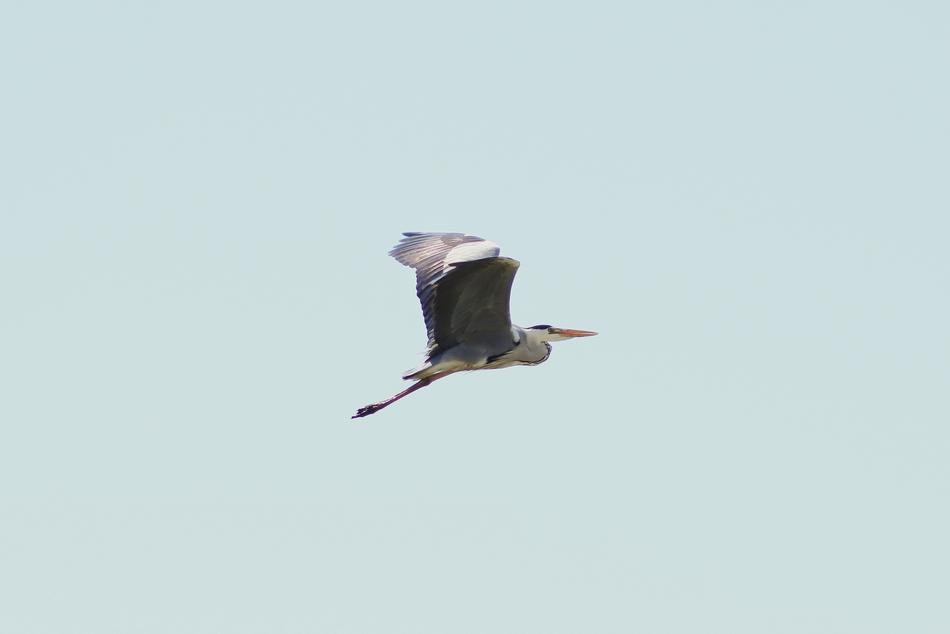 gray heron with wide wingspan in the sky