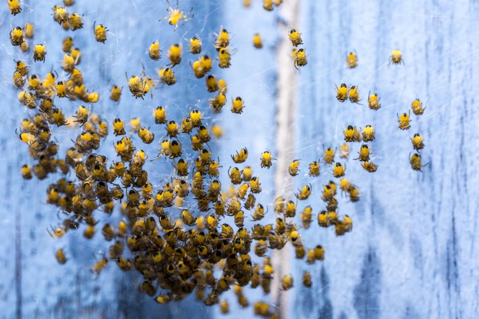 Army of the yellow and black baby spiders