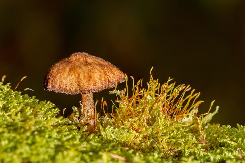 Mushroom Sponge Mini
