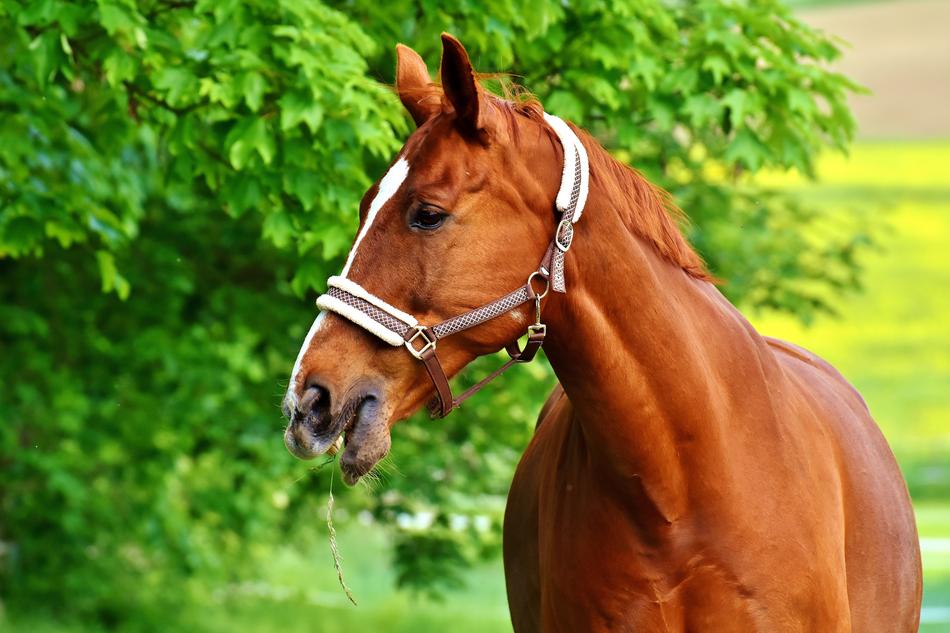 photo of a beautiful brown horse on a green pasture