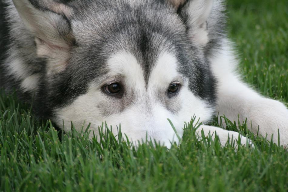 Dog Sorrow grey