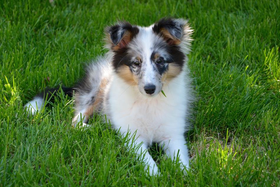 Sheepdog Puppy Young