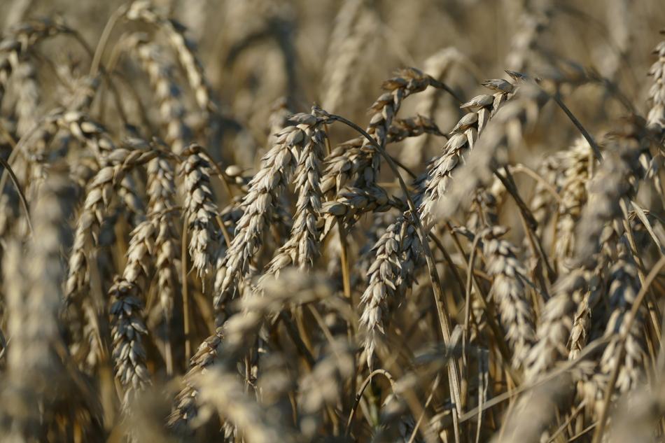 Wheat Agriculture