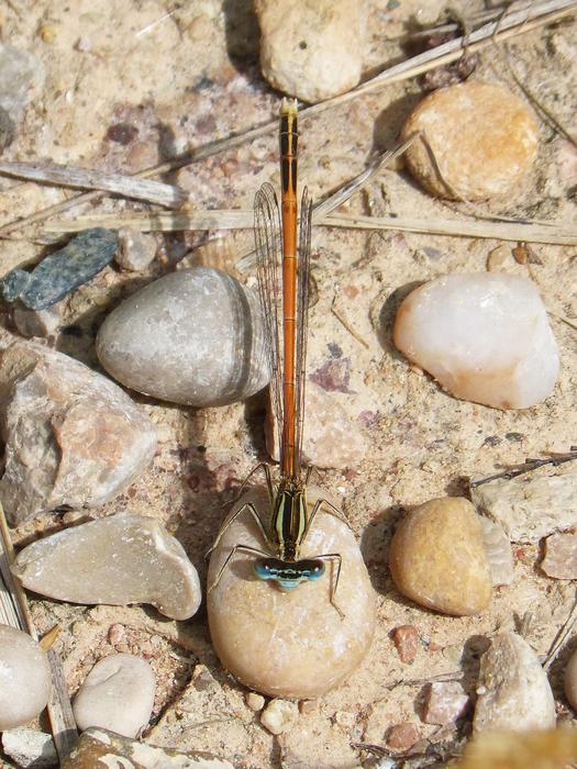 Platycnemis Acutipennis Orange