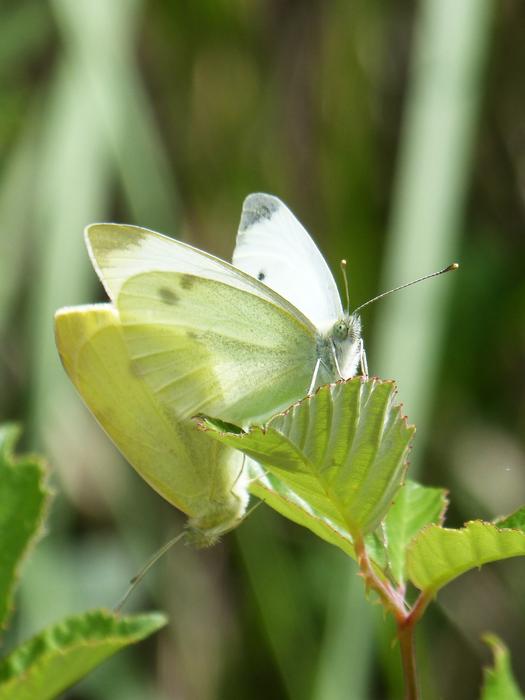 Butterfly Blanqueta Cabbage Pieris