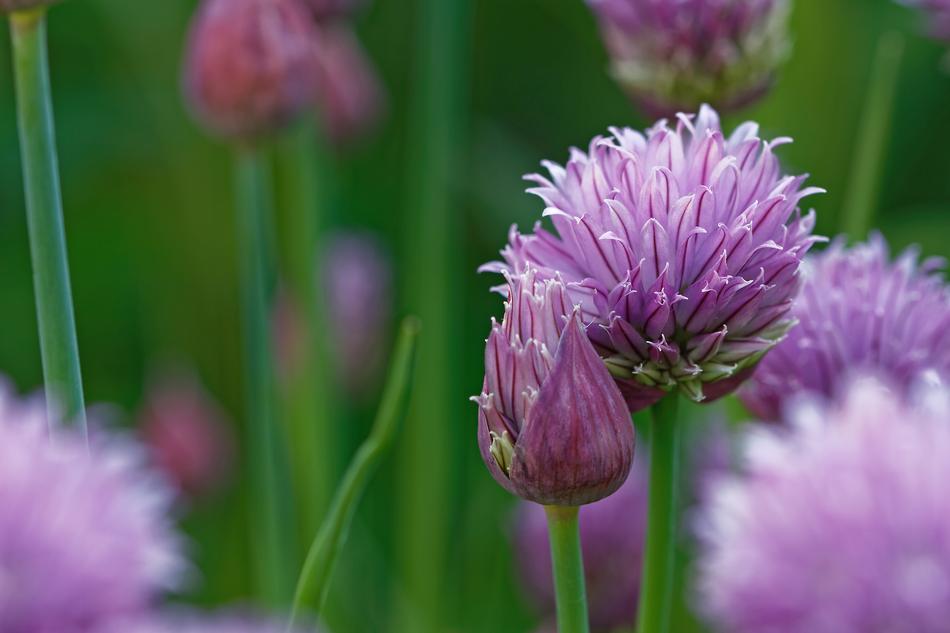 Chives Allium Schoenoprasum The