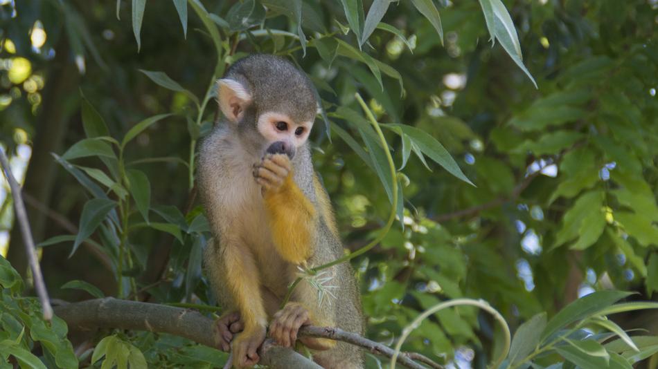 little monkey in the trees