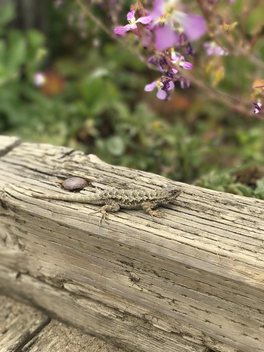 Lizard Camouflage Nature