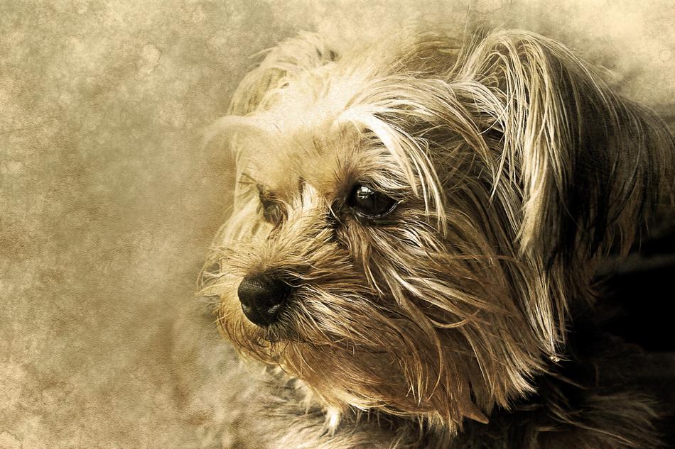 dog animal york shire art vintage