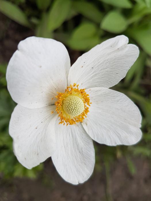 Flowers Spring White