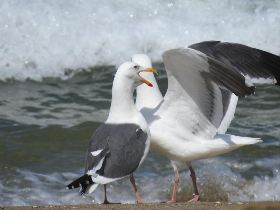 white gulls couple