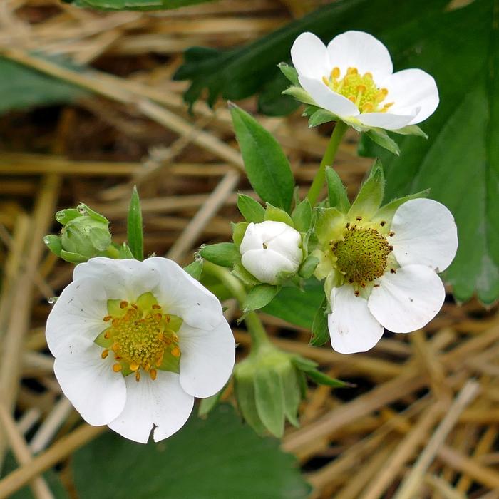 Strawberry Flowers Straw