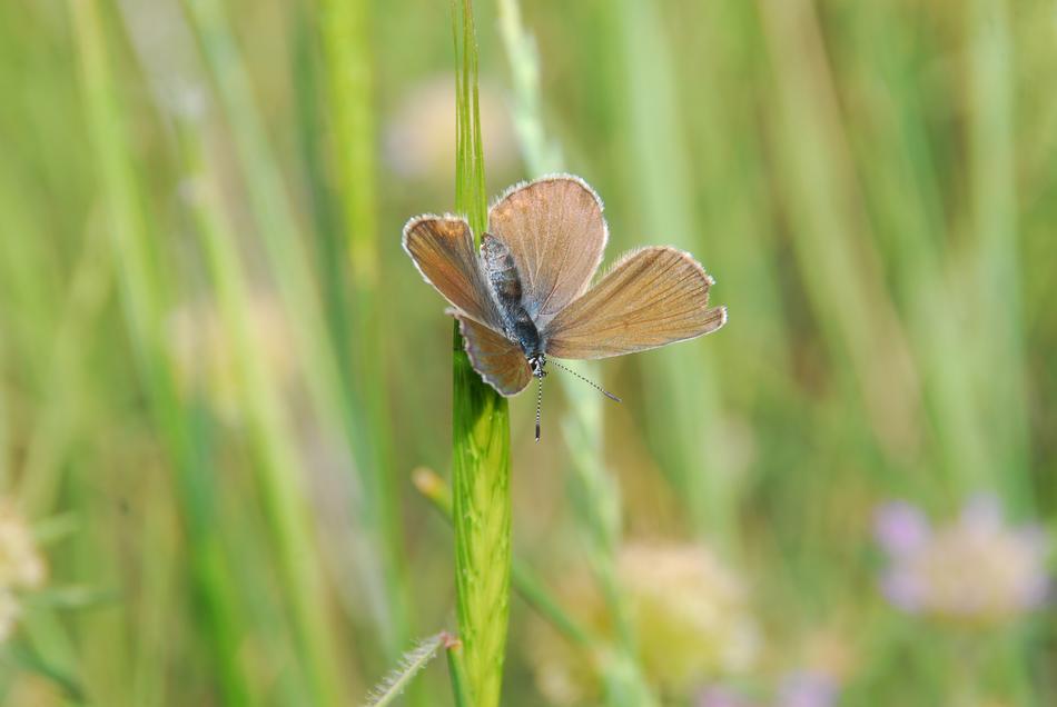 beautiful butterfly in the meadow