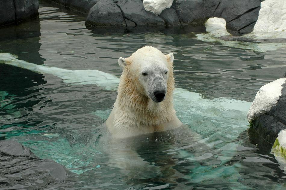 Polar Bear San Diego Zoo