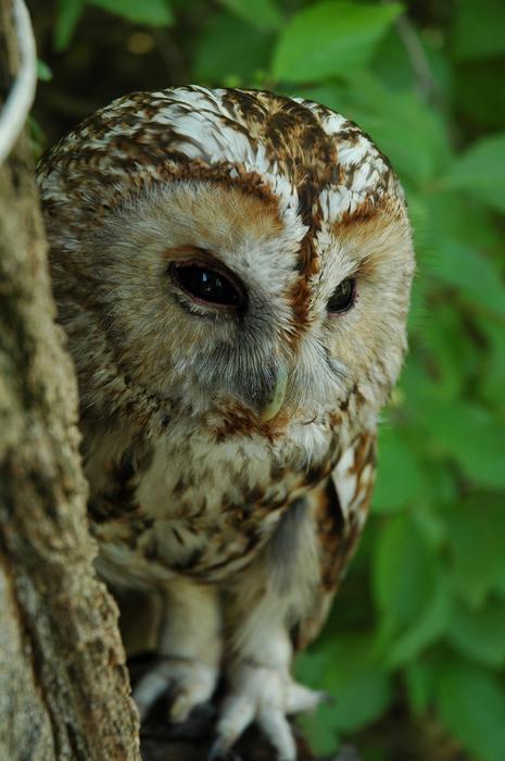 Owl Zhivotnyie Birds