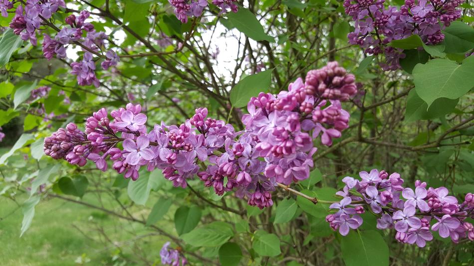 Lilac Flowers Purple