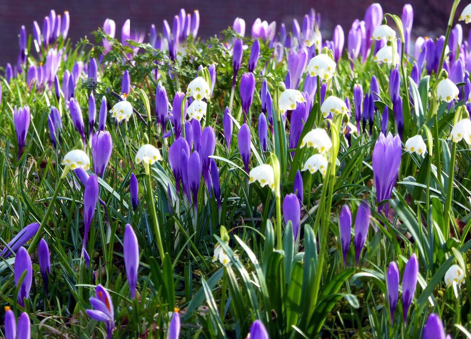 Husum Spring Flowers Crocus Early