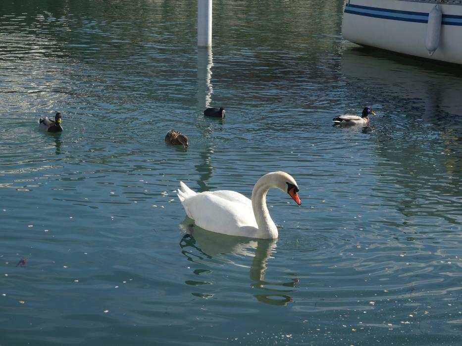 swan and ducks in the pond