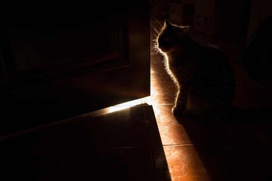 Dark Pet