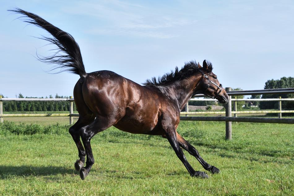 Horse Grass Run