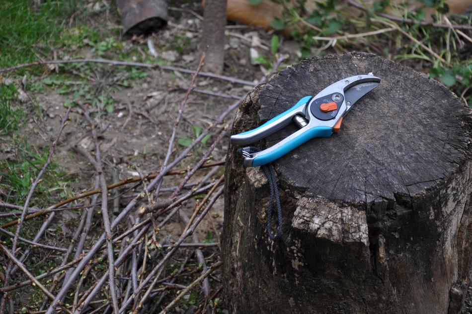 garden shears on the stump