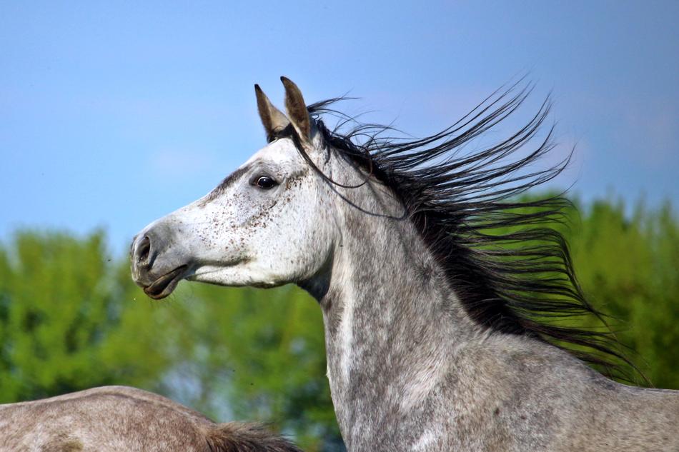 Mold Horse Thoroughbred Arabian