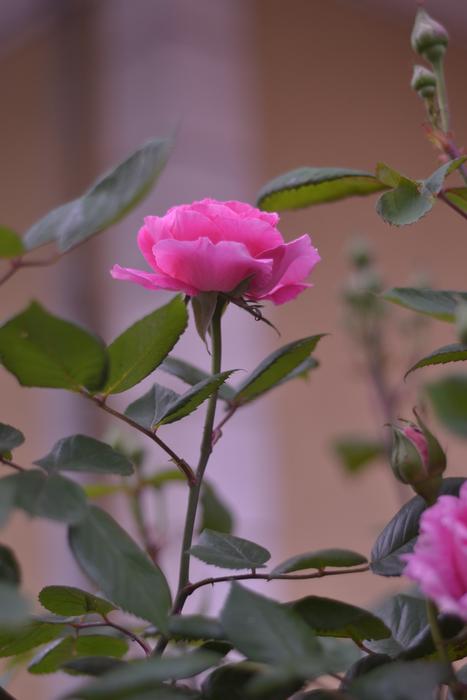 blooming rose on bushes in the garden